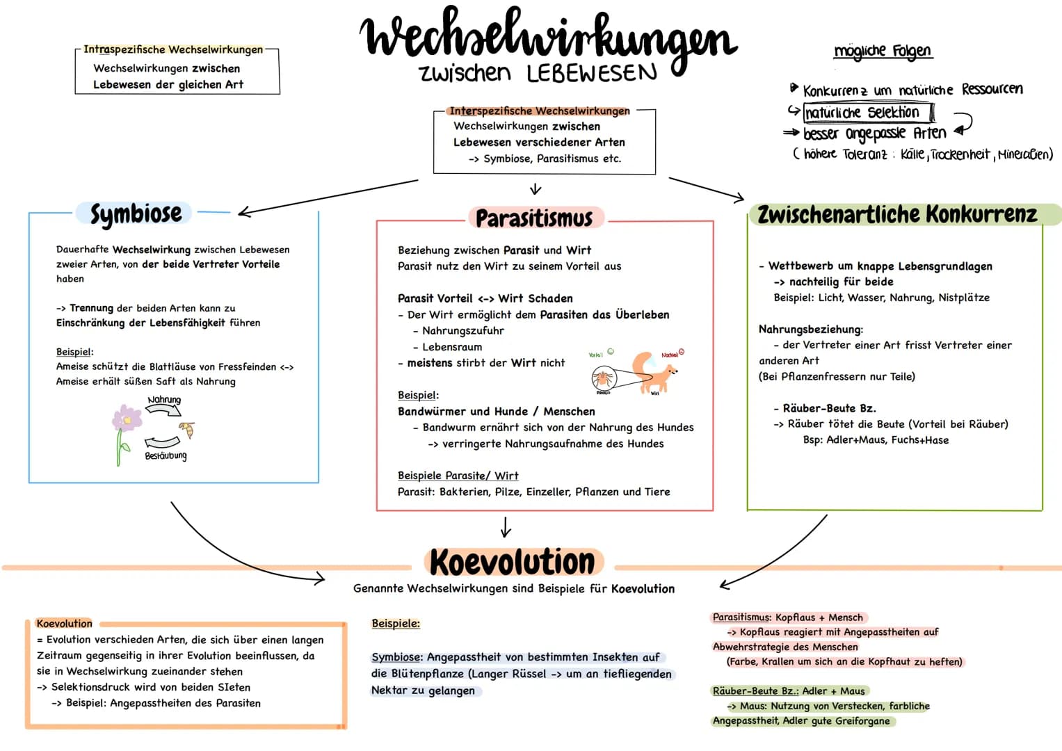 Biotische Faktoren
gehen von Lebewesen aus
(Konkurrenten, Parasiten,
Mensch, Fressfeinde etc.)
UMWELTFAKTOREN
1 de desen
Biotop
▸ Lebensraum