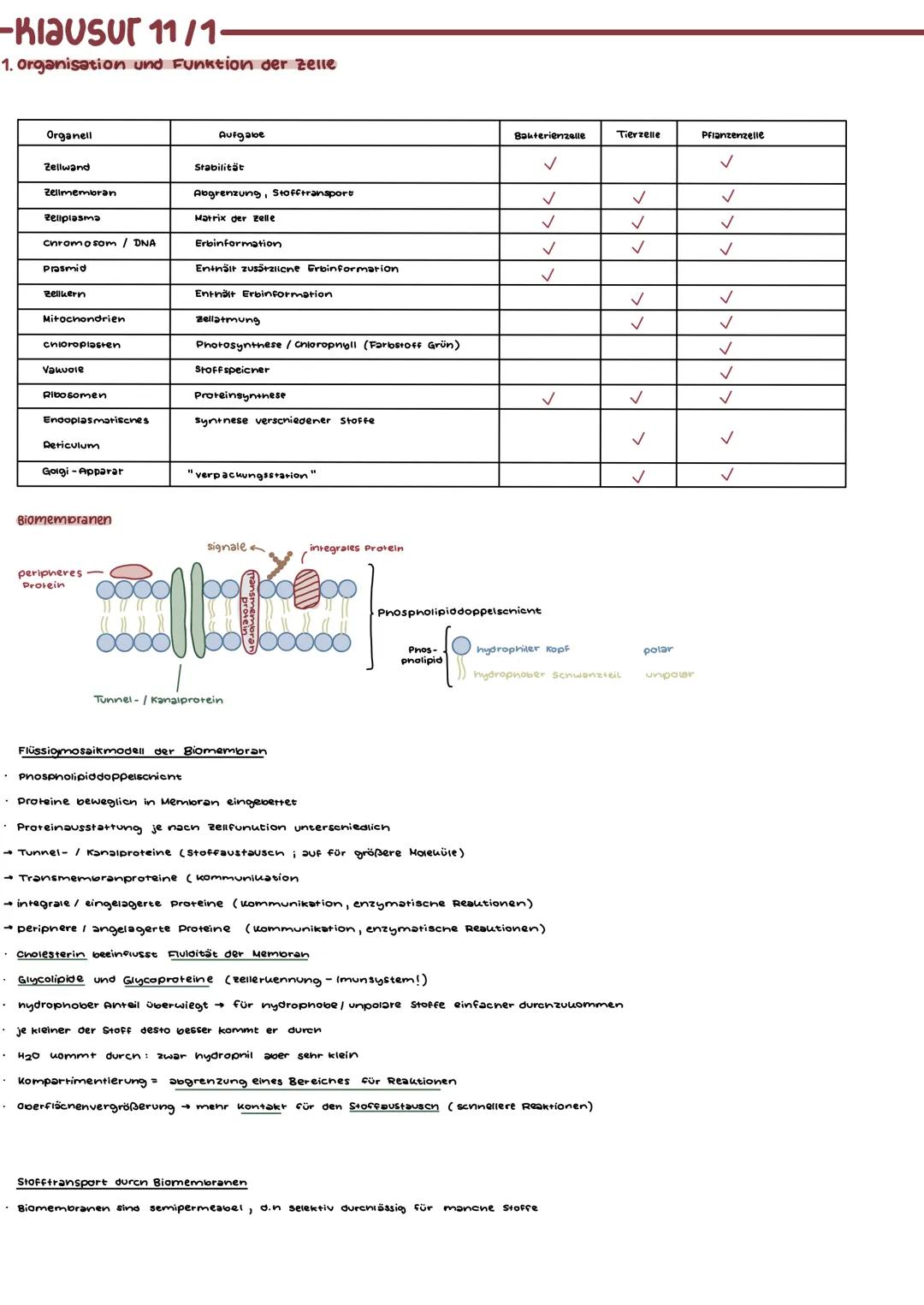 -RIAUSUT 11/1-

1. Organisation und Funktion der zelle

| Organell           | Aufgabe                         | Srabilität | Bauterienzelle