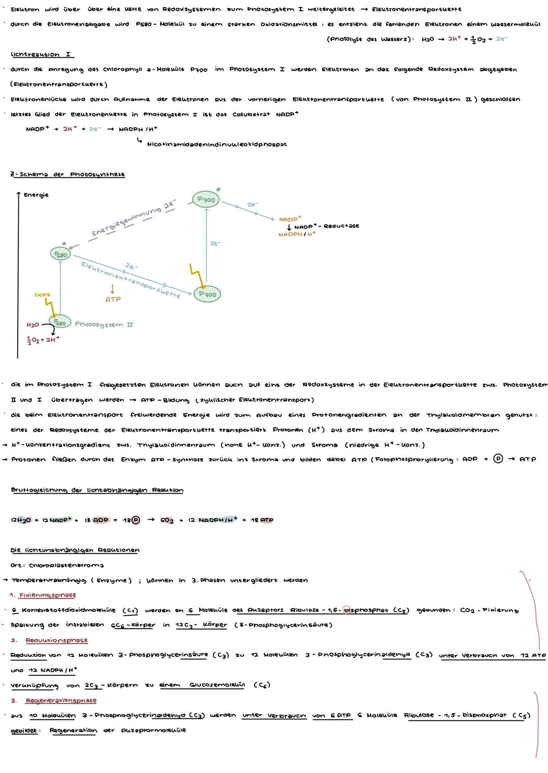 -RIAUSUT 11/1-

1. Organisation und Funktion der zelle

| Organell           | Aufgabe                         | Srabilität | Bauterienzelle