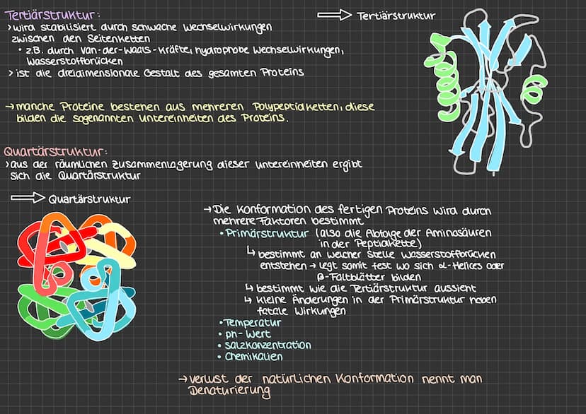 Proteine
Was sind Proteine ?
>sie befinden sich in jeder Zelle
> machen den größten Anteil organischer Substanzen
im Körper aus
› Gesamtheit