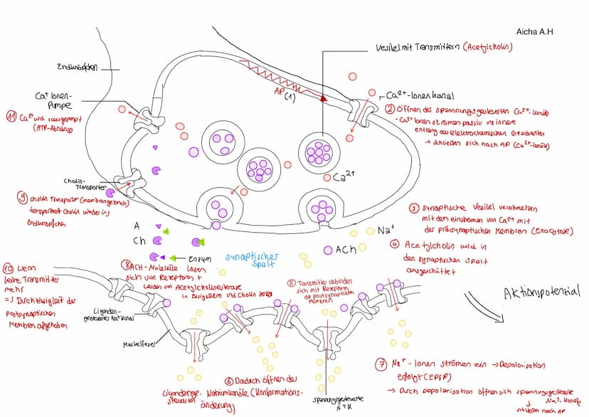 Neurobiologie Q3.1
Synapse: Bau und Funktion
Aicha A.H
> Kontaktstelle zwischen zwei Nervenzellen bzw. einer Nervenzelle und einer Effektorz