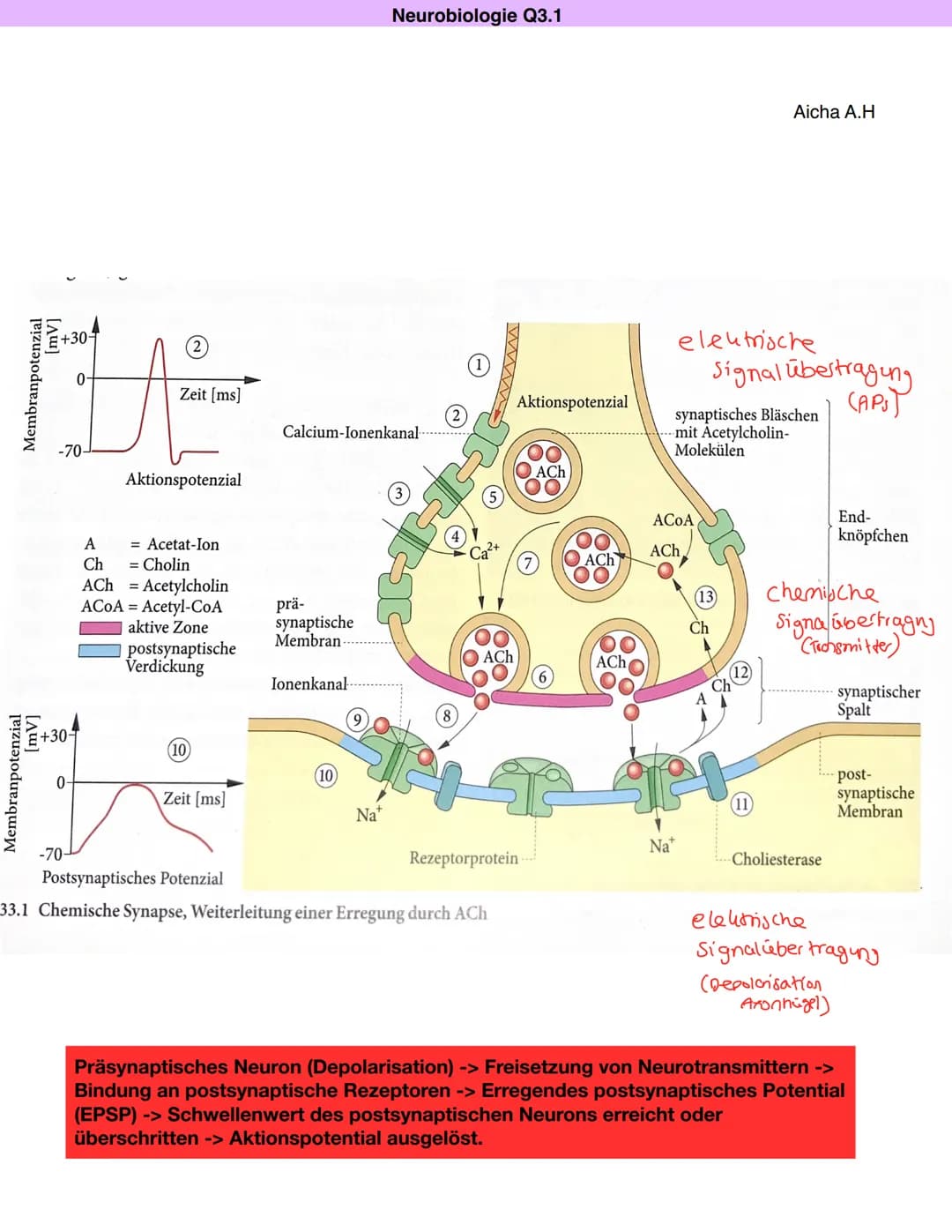 Neurobiologie Q3.1
Synapse: Bau und Funktion
Aicha A.H
> Kontaktstelle zwischen zwei Nervenzellen bzw. einer Nervenzelle und einer Effektorz