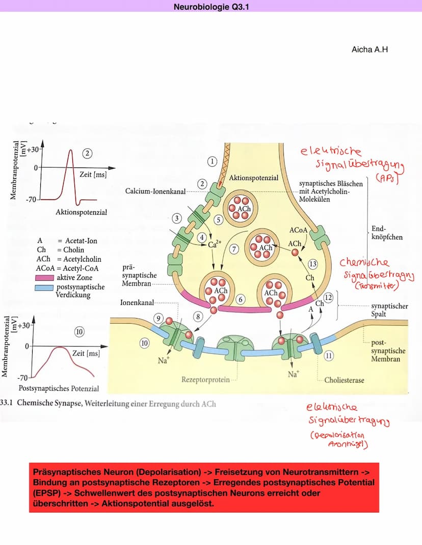 Neurobiologie Q3.1
Synapse: Bau und Funktion
Aicha A.H
> Kontaktstelle zwischen zwei Nervenzellen bzw. einer Nervenzelle und einer Effektorz
