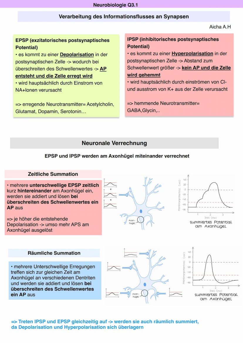 Neurobiologie Q3.1
Synapse: Bau und Funktion
Aicha A.H
> Kontaktstelle zwischen zwei Nervenzellen bzw. einer Nervenzelle und einer Effektorz