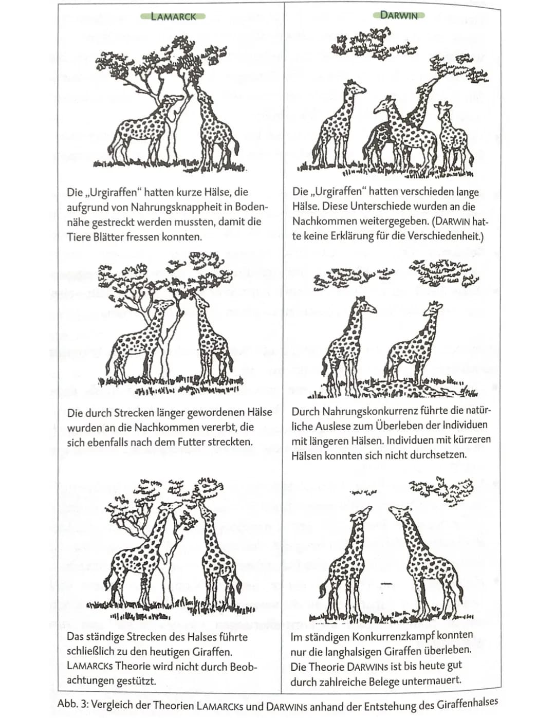 1/21 Inshelt lamarck und darwin
bio klausur
darwin
- Passive Anpassung durch Selektion
- alle Arten haben mehr Nachkommen als für
die Erhalt