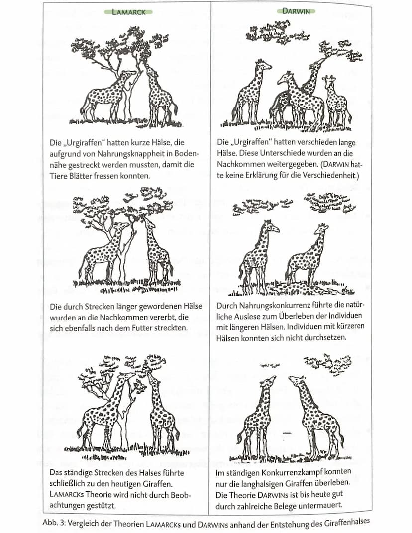 1/21 Inshelt lamarck und darwin
bio klausur
darwin
- Passive Anpassung durch Selektion
- alle Arten haben mehr Nachkommen als für
die Erhalt