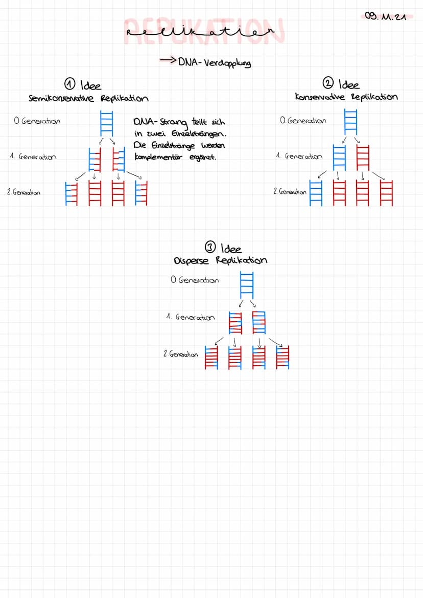 DNA-
Replikation 0. Generation
1. Generation
Idee
Semikonservative Replikation
2. Generation
sellikatier
→DNA-Verdopplung
سبد
DNA-Strang tei