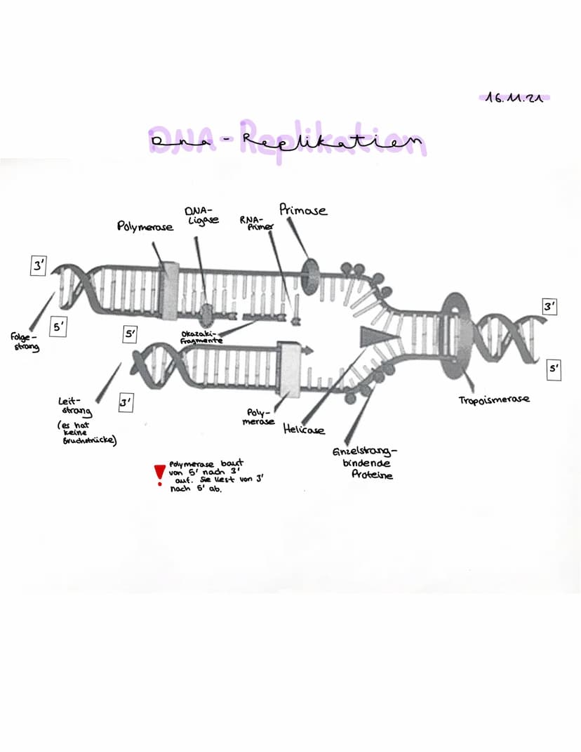 DNA-
Replikation 0. Generation
1. Generation
Idee
Semikonservative Replikation
2. Generation
sellikatier
→DNA-Verdopplung
سبد
DNA-Strang tei