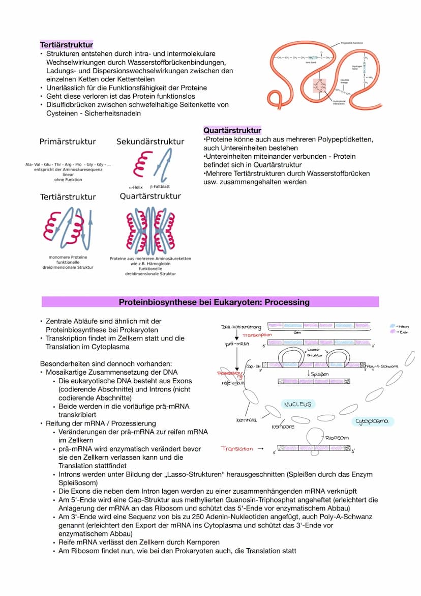  Bio Leistungskurs - Abi Lernzettel 2021
Q1.1 Von der DNA zum Protein
Anforderungen an das genetische Material
Die DNA muss...
• Die Erbinfo
