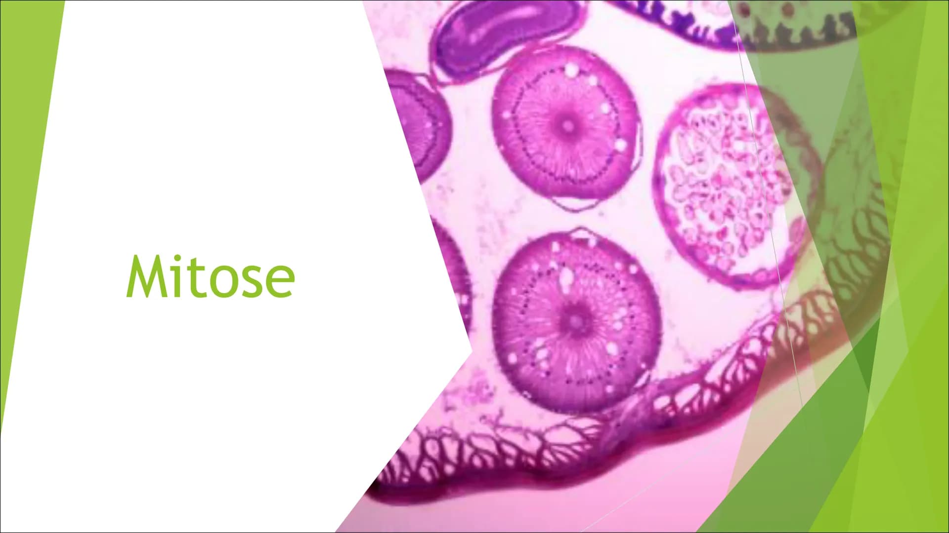 Mitose Inhaltsverzeichnis
Was ist Mitose?
► Ablauf der Zellteilung:
Inter-Phase
Pro-Phase
Meta-Phase
Ana-Phase
►Telo-Phase / Cytokinese Was 