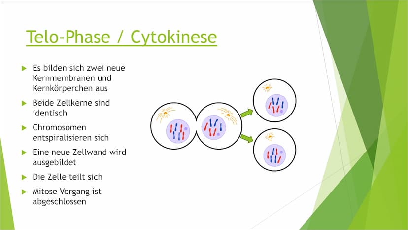 Mitose Inhaltsverzeichnis
Was ist Mitose?
► Ablauf der Zellteilung:
Inter-Phase
Pro-Phase
Meta-Phase
Ana-Phase
►Telo-Phase / Cytokinese Was 
