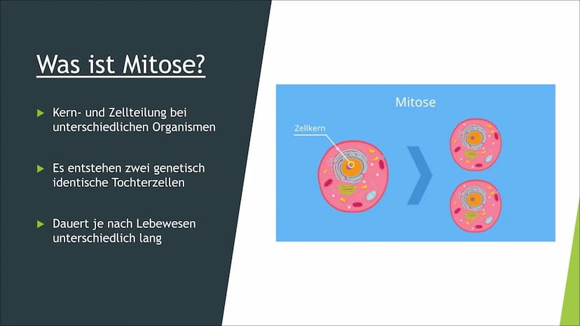 Mitose Inhaltsverzeichnis
Was ist Mitose?
► Ablauf der Zellteilung:
Inter-Phase
Pro-Phase
Meta-Phase
Ana-Phase
►Telo-Phase / Cytokinese Was 