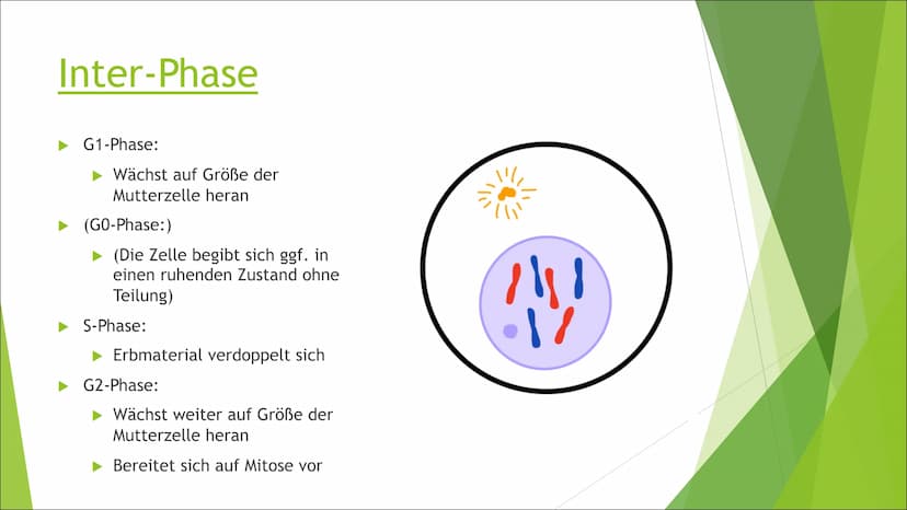 Mitose Inhaltsverzeichnis
Was ist Mitose?
► Ablauf der Zellteilung:
Inter-Phase
Pro-Phase
Meta-Phase
Ana-Phase
►Telo-Phase / Cytokinese Was 