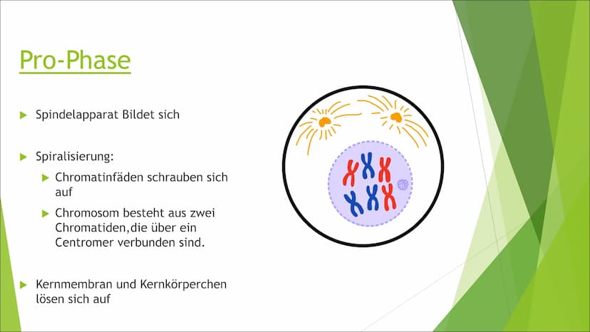 Mitose Inhaltsverzeichnis
Was ist Mitose?
► Ablauf der Zellteilung:
Inter-Phase
Pro-Phase
Meta-Phase
Ana-Phase
►Telo-Phase / Cytokinese Was 