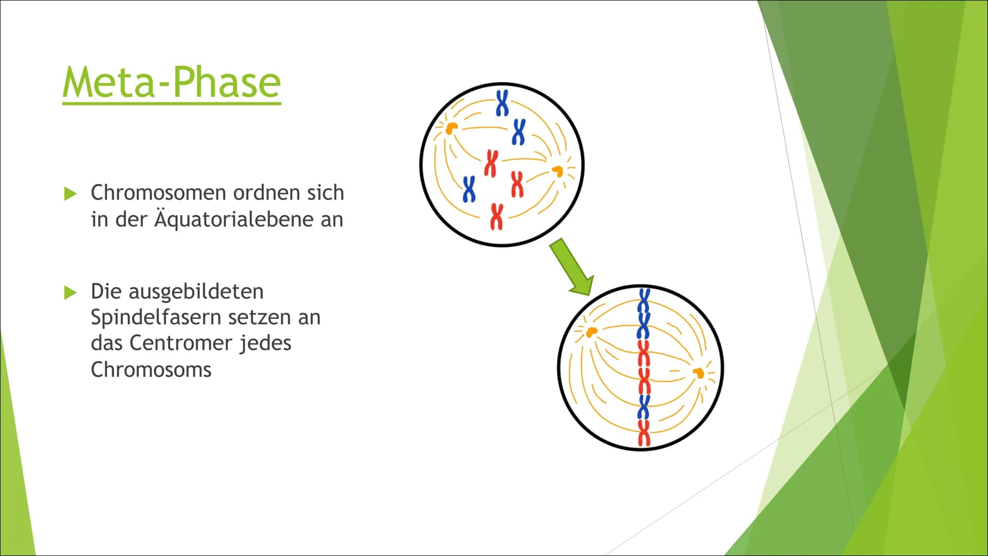 Mitose Inhaltsverzeichnis
Was ist Mitose?
► Ablauf der Zellteilung:
Inter-Phase
Pro-Phase
Meta-Phase
Ana-Phase
►Telo-Phase / Cytokinese Was 