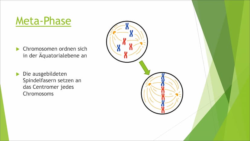 Mitose Inhaltsverzeichnis
Was ist Mitose?
► Ablauf der Zellteilung:
Inter-Phase
Pro-Phase
Meta-Phase
Ana-Phase
►Telo-Phase / Cytokinese Was 