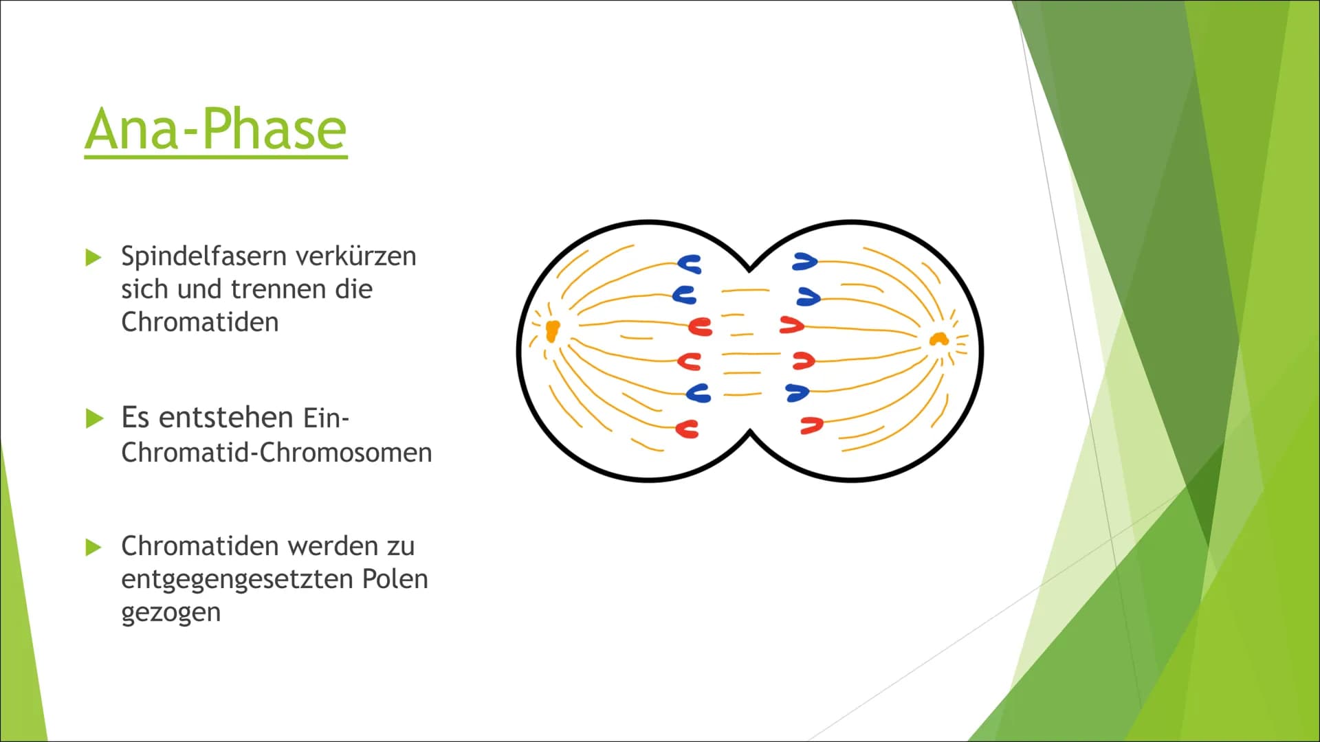 Mitose Inhaltsverzeichnis
Was ist Mitose?
► Ablauf der Zellteilung:
Inter-Phase
Pro-Phase
Meta-Phase
Ana-Phase
►Telo-Phase / Cytokinese Was 