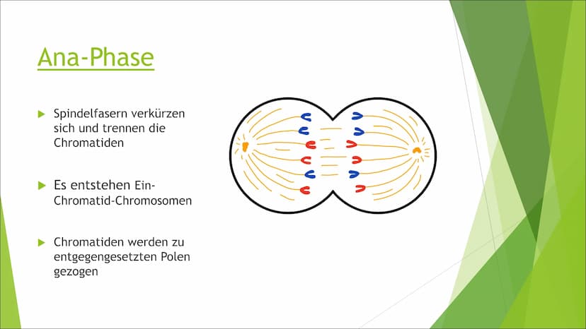 Mitose Inhaltsverzeichnis
Was ist Mitose?
► Ablauf der Zellteilung:
Inter-Phase
Pro-Phase
Meta-Phase
Ana-Phase
►Telo-Phase / Cytokinese Was 