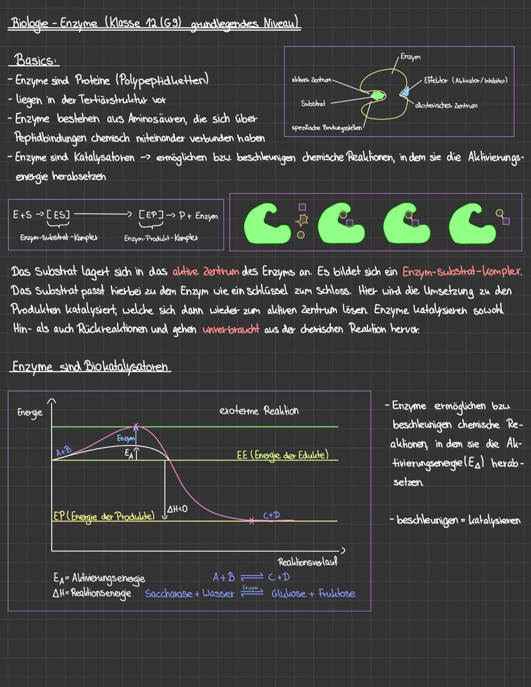 Biologie - Enzyme (Klasse 12 (G9) grundlegendes Niveau)
Basics:
- Enzyme sind Proteine (Polypeptidketten)
- liegen in der Tertiärstruktur vo