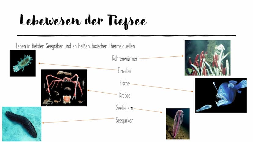
<h2 id="basisinformationenozeane">Basisinformationen Ozeane</h2>
<p>Die Ozeane bedecken fast zwei Drittel der Erdoberfläche, und die Tiefse