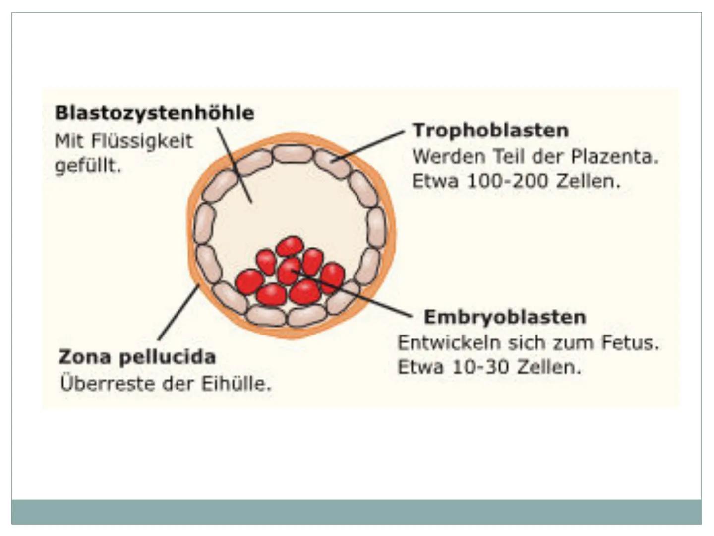 Retter - Geschwister
ETHISCH VERTRETBAR ?
Beim Leben
meiner Schwester
hoon diar
gal trean
O
95826419 1 GFS Ethik
Retter Geschwister
Ethisch 