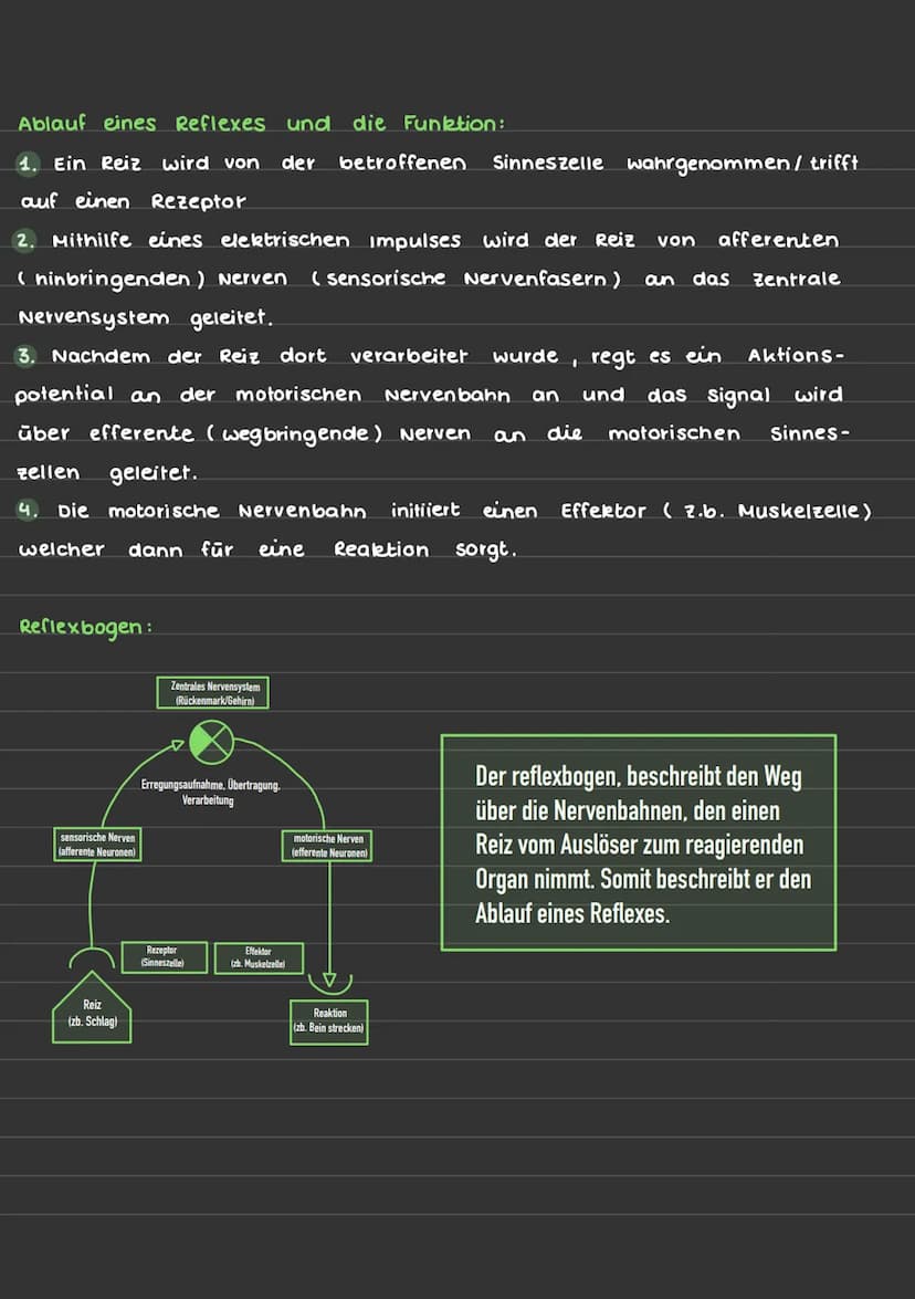 Reflexe:
automatische, relativ stereotyp ablaufende Bewegung die durch einen
Reiz hervorgerufen wird
Bedingter Reflex:
• Reflex bei dem verb