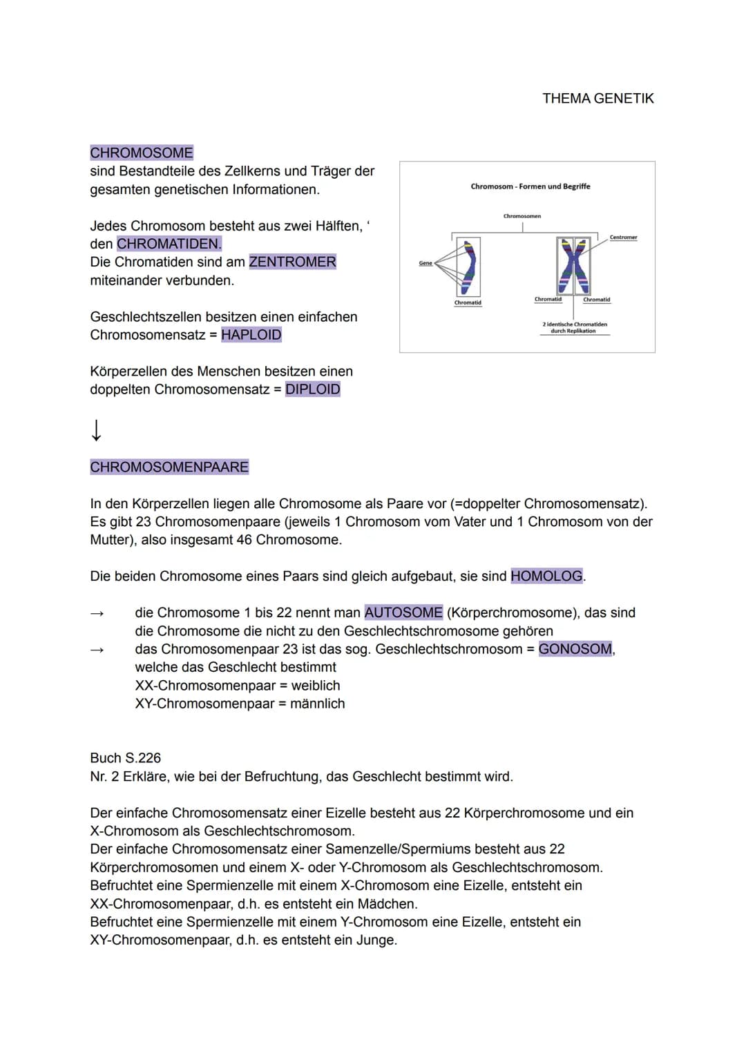 CHROMOSOME
sind Bestandteile des Zellkerns und Träger der
gesamten genetischen Informationen.
Jedes Chromosom besteht aus zwei Hälften, '
de