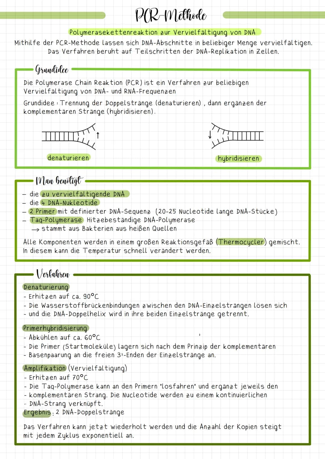 PCR-Methode
Polymerasekettenreaktion zur Vervielfältigung von DNA
Mithilfe der PCR-Methode lassen sich DNA-Abschnitte in beliebiger Menge ve