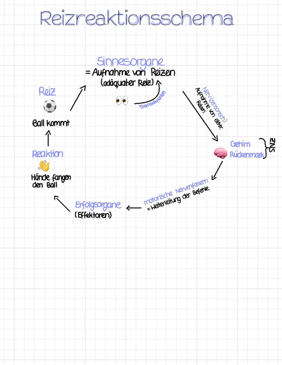 Neurobiologie