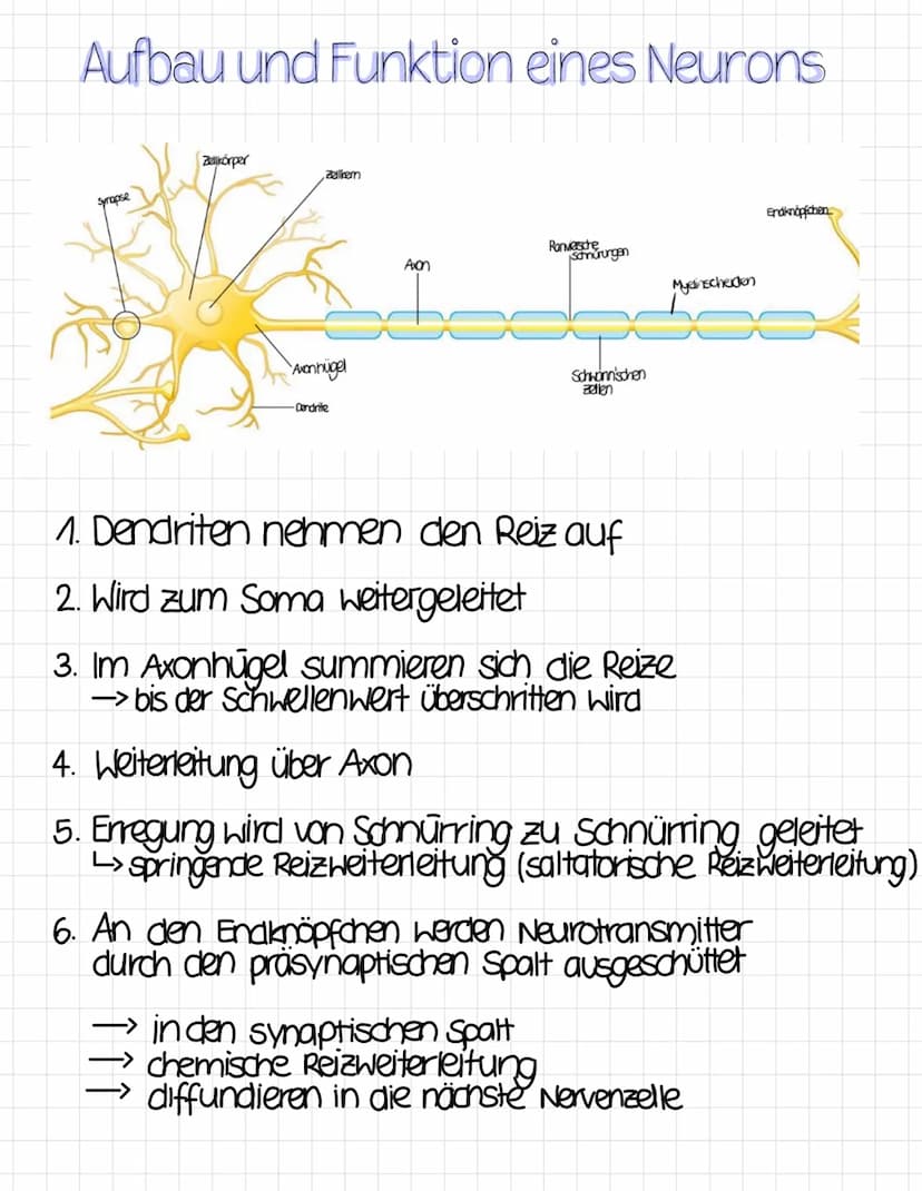 Reizreaktionsschema
Reiz
Ball kommt
↑
Reaktion
Hände fangen
den Ball
Sinnesorgane
= Aufnahme von Reizen
(adäquater Reiz)
Erfolgsorgane
(Effe