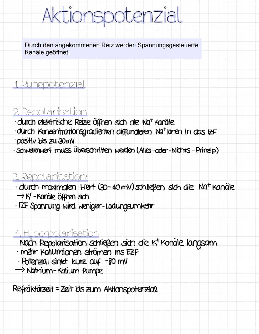 Reizreaktionsschema
Reiz
Ball kommt
↑
Reaktion
Hände fangen
den Ball
Sinnesorgane
= Aufnahme von Reizen
(adäquater Reiz)
Erfolgsorgane
(Effe