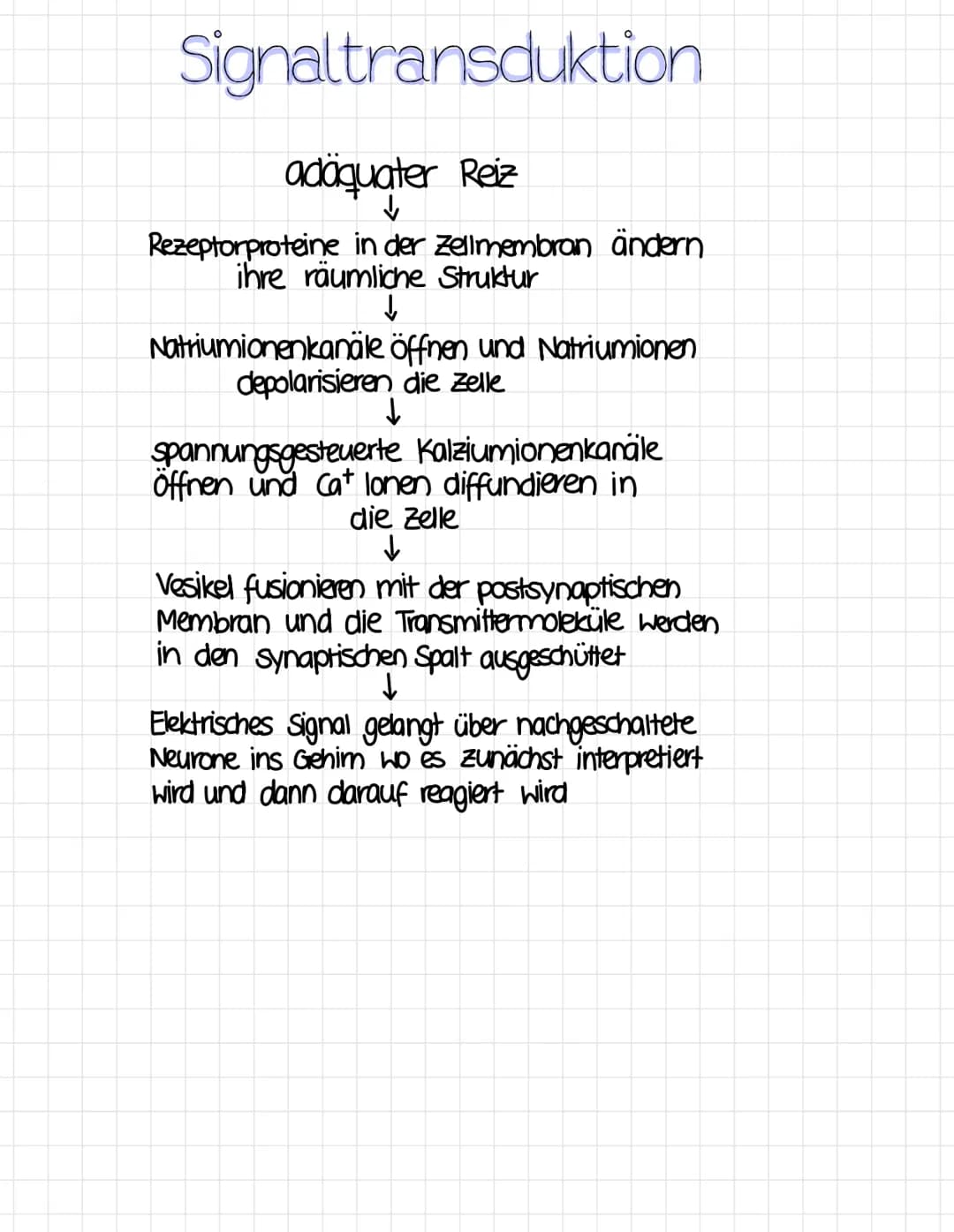 Reizreaktionsschema
Reiz
Ball kommt
↑
Reaktion
Hände fangen
den Ball
Sinnesorgane
= Aufnahme von Reizen
(adäquater Reiz)
Erfolgsorgane
(Effe