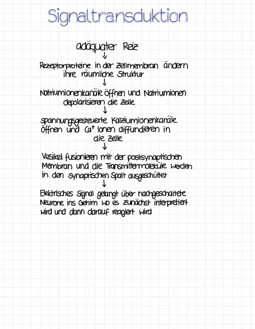 Reizreaktionsschema
Reiz
Ball kommt
↑
Reaktion
Hände fangen
den Ball
Sinnesorgane
= Aufnahme von Reizen
(adäquater Reiz)
Erfolgsorgane
(Effe