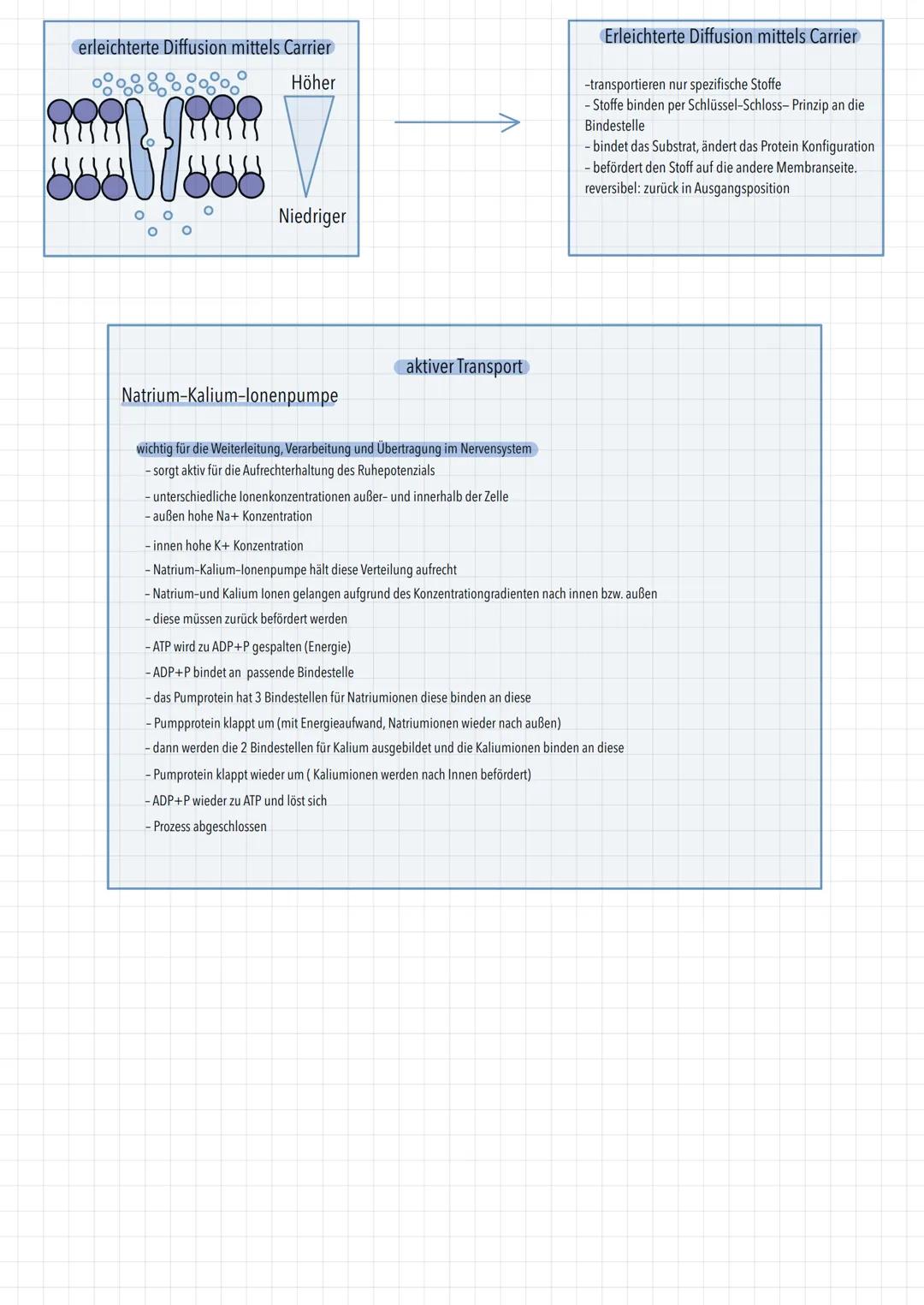 Transportprozesse
in Richtung des Konzentrationsgefälles
ohne Energieaufwand
passiver Transport
kleine fettlösliche Teilchen direkt durch Li