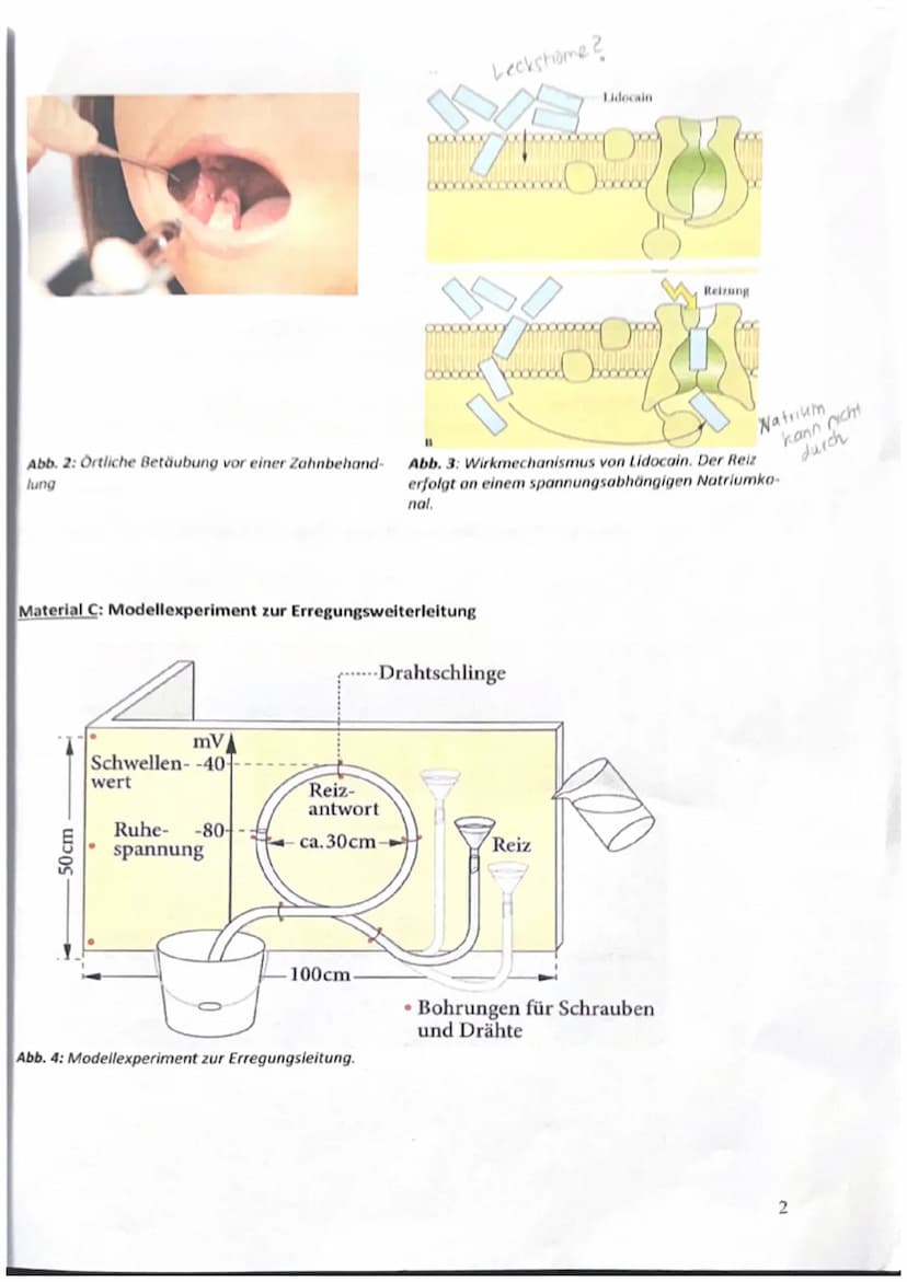 Aufgabe 1: Signalübertragung innerhalb von Neuronen
Aufgabenstellung:
1. Beschreiben Sie den Ablauf eines Aktionspotentials anhand von Mater