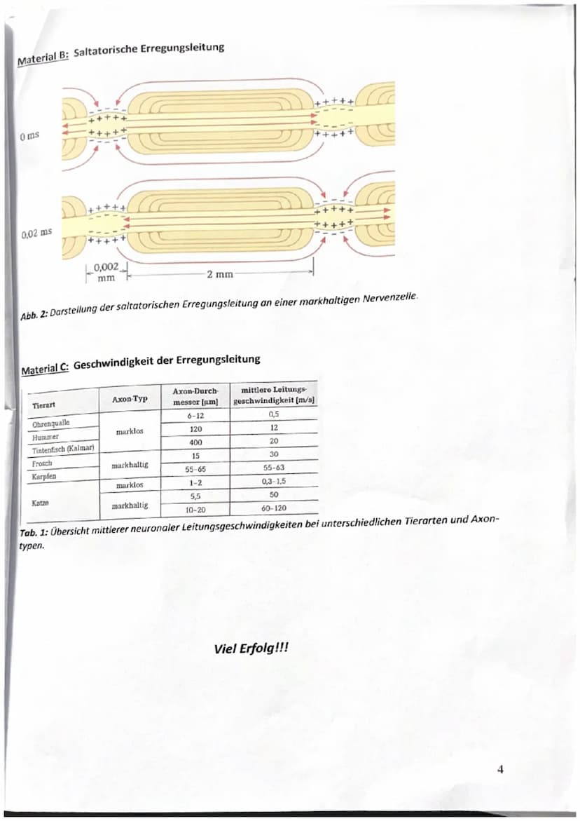 Aufgabe 1: Signalübertragung innerhalb von Neuronen
Aufgabenstellung:
1. Beschreiben Sie den Ablauf eines Aktionspotentials anhand von Mater