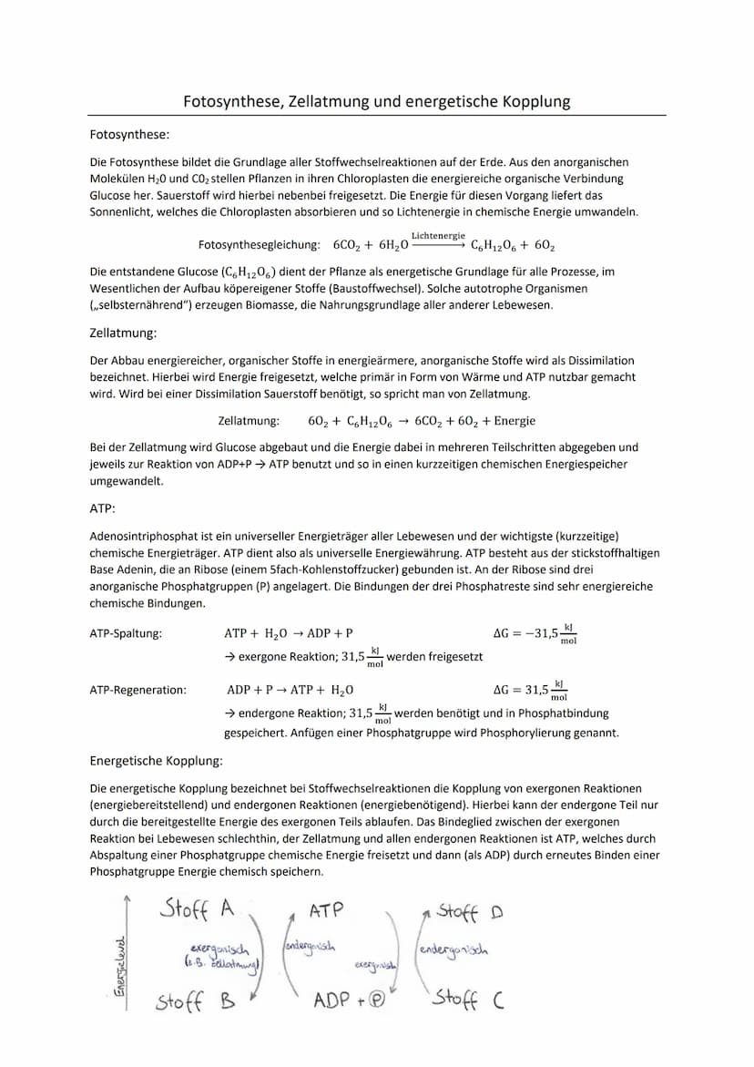 Fotosynthese:
Die Fotosynthese bildet die Grundlage aller Stoffwechselreaktionen auf der Erde. Aus den anorganischen
Molekülen H₂0 und CO₂ s