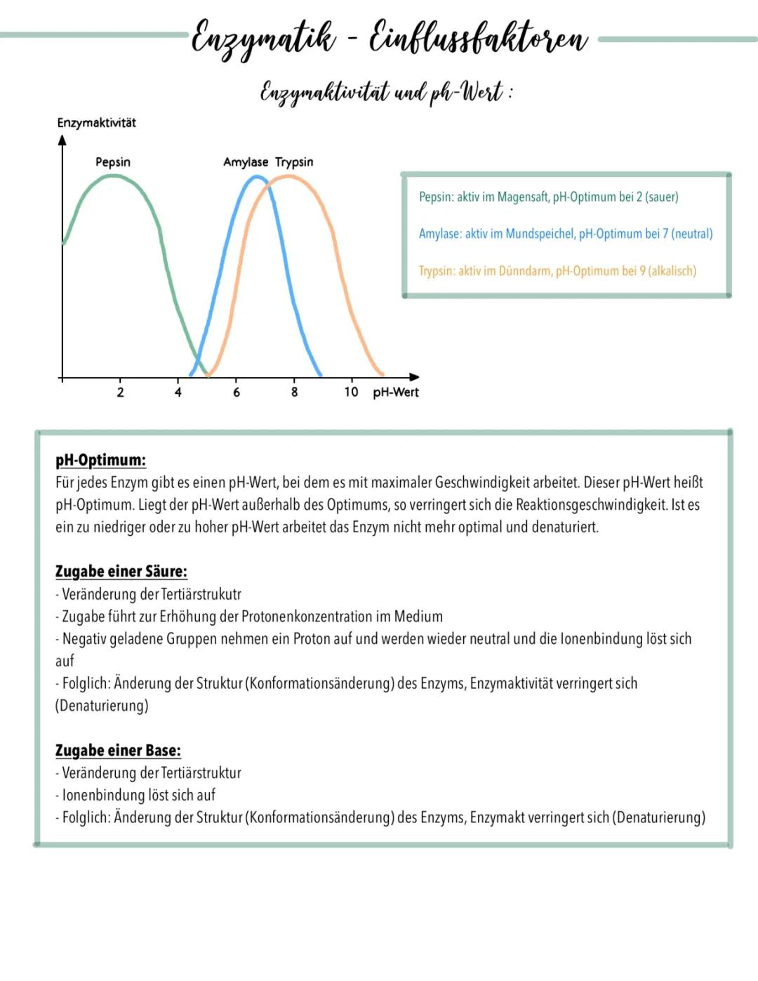 Entdecke die Enzyme: Temperatur und pH-Wert einfach erklärt!