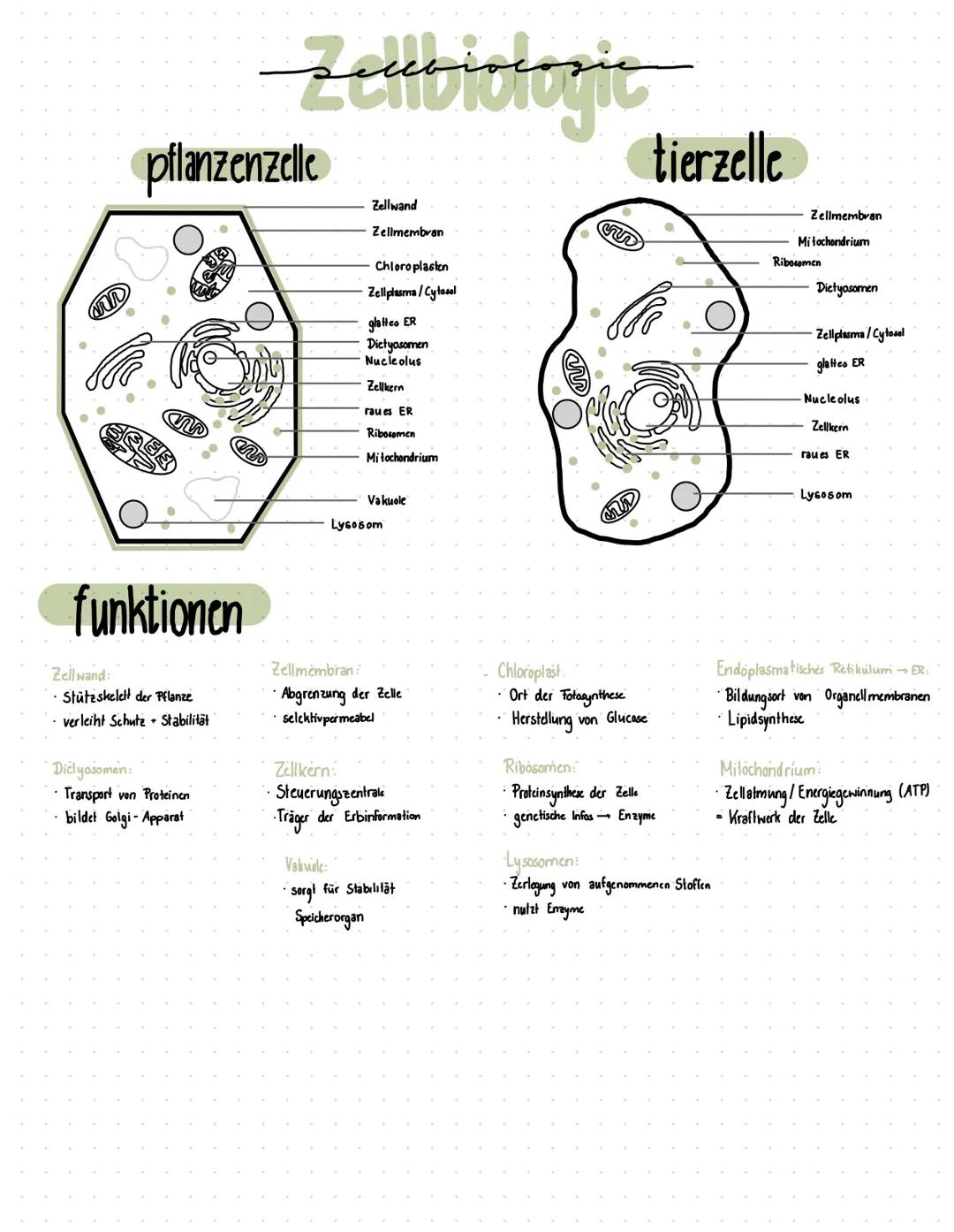 Zelle - Pflanzen- & Tierzelle, Pro- & Eucyte, Biomembran