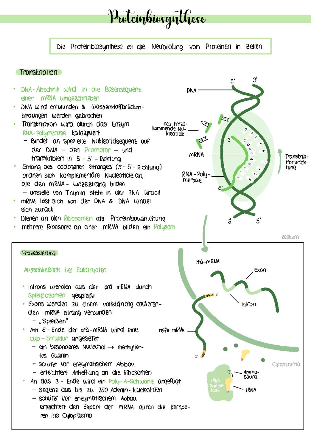 Proteinbiosynthese