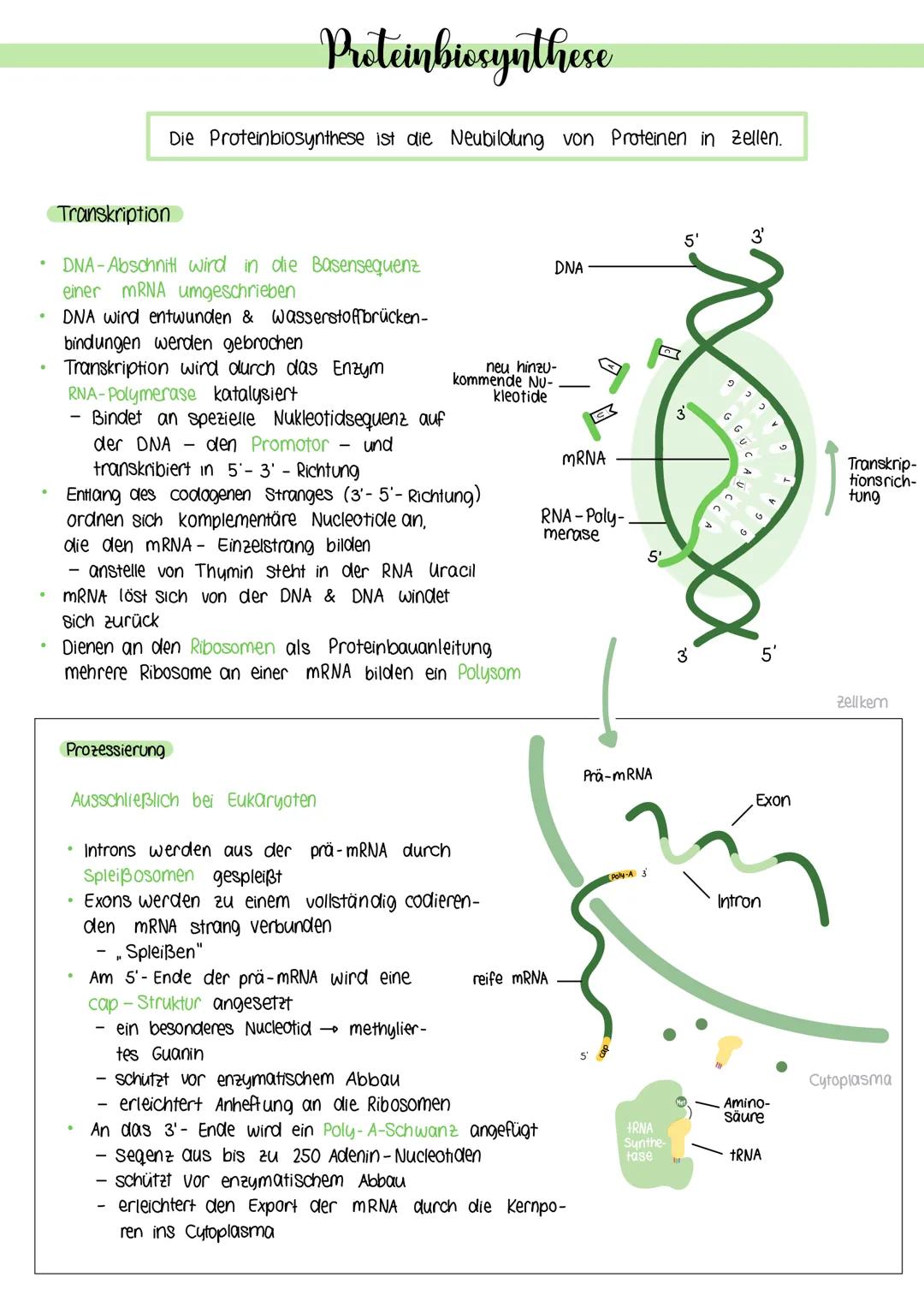 Proteinbiosynthese
Transkription
• DNA-Abschnitt wird in die Basensequenz
einer mRNA umgeschrieben
DNA wird entwunden & wasserstoffbrücken-
