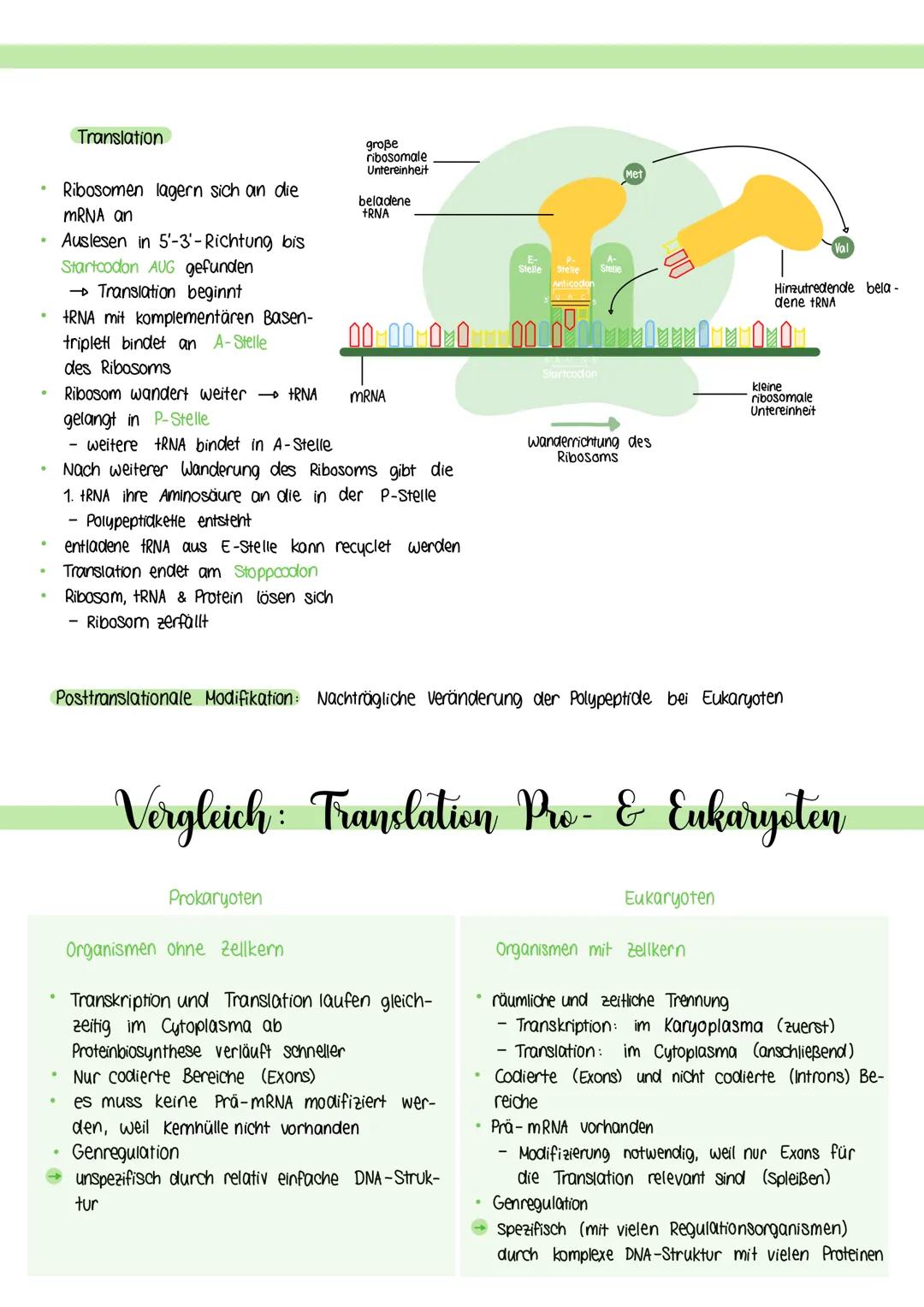 Proteinbiosynthese
Transkription
• DNA-Abschnitt wird in die Basensequenz
einer mRNA umgeschrieben
DNA wird entwunden & wasserstoffbrücken-

