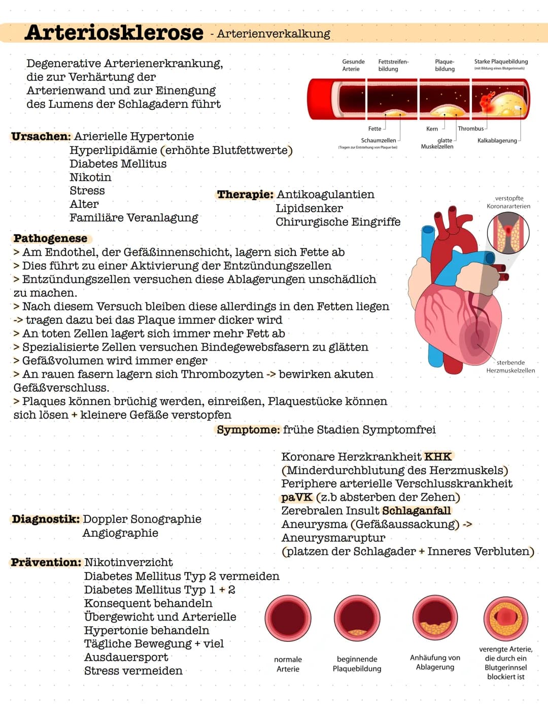 Arteriosklerose - Arterienverkalkung
Degenerative Arterienerkrankung,
die zur Verhärtung der
Arterienwand und zur Einengung
des Lumens der S