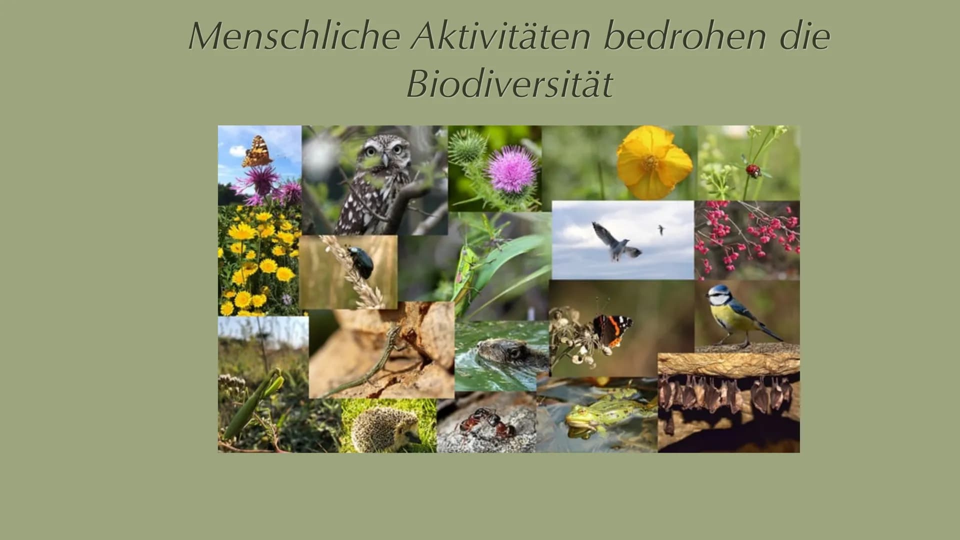 Menschliche Aktivitäten bedrohen die
Biodiversität 1. Biodiversität Definition
2. Artenvielfalt
Inhalt
2.1 Hotspots
3. Ursachen
4. Abhängigk