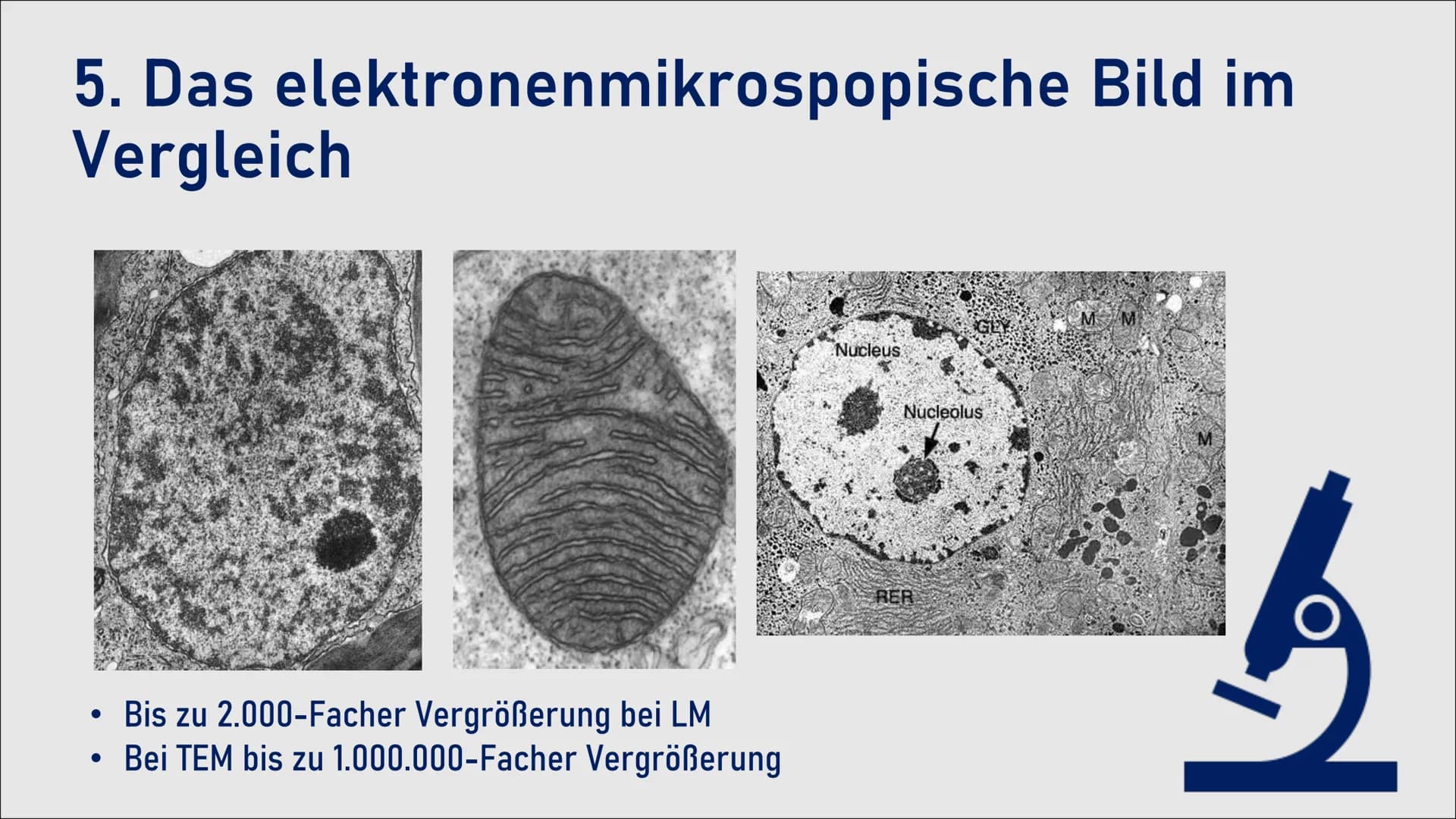 LIBRA 120
Das
Elektronenmikroskop
Die Unterschiedlichen Arten, Funktionen
und Aufbau des Elektronenmikroskops
zusammengefasst Übersicht
1. G