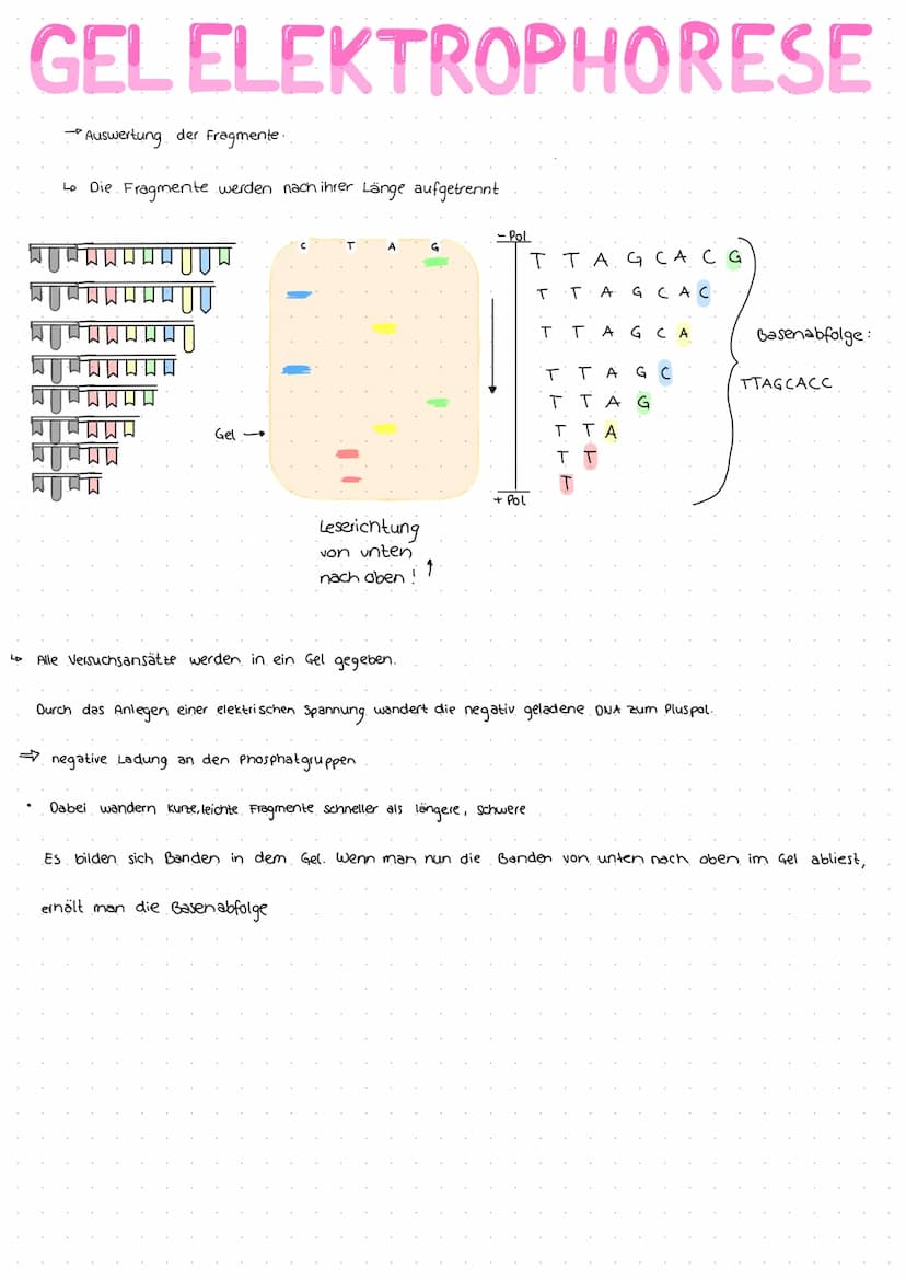 DNA SEQENZIERUNG
GEL ELEKTROPHORESE
Sanger Sequenzierung
1)
-P zum herausfinden der Basenreihenfolge.
ONA Doppelstrang mit unbekannter Basen