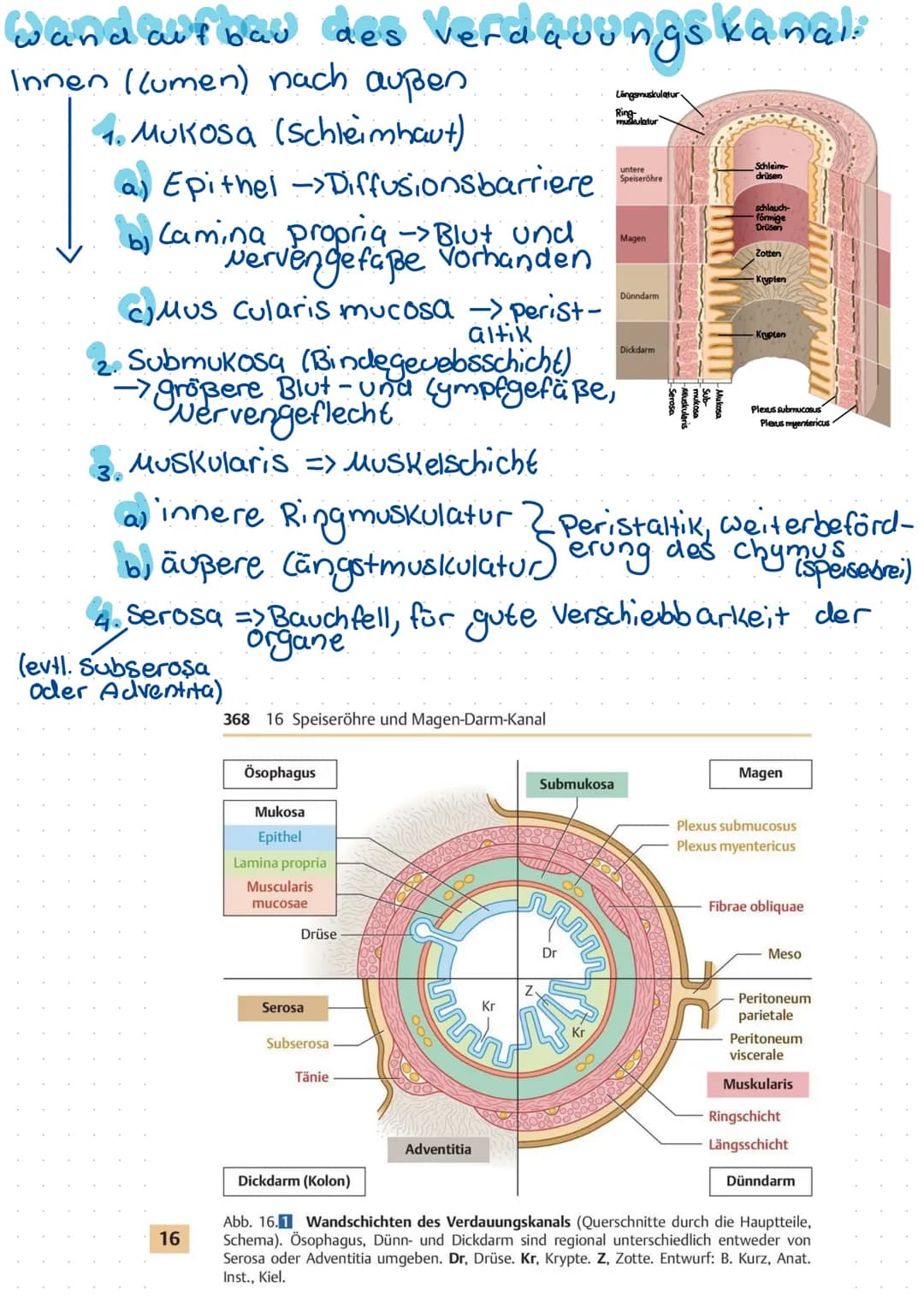 Begriffdefinition:
-Metabolismus = Stoffwechsel -> 1m organismus stattfindende
Stoffumwandlungen (unterscheidung:
Anabolismus/katabolismus)
