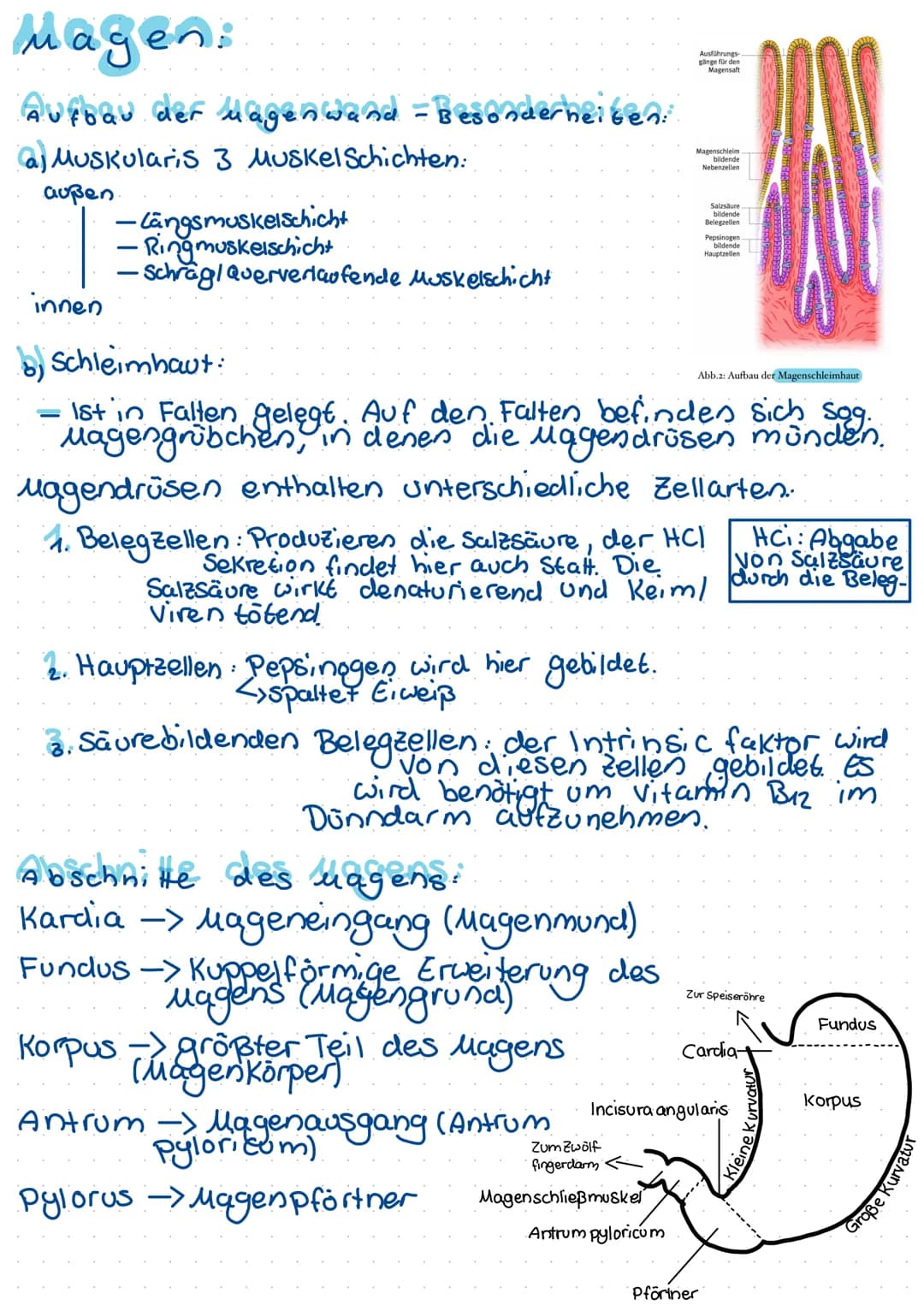 Begriffdefinition:
-Metabolismus = Stoffwechsel -> 1m organismus stattfindende
Stoffumwandlungen (unterscheidung:
Anabolismus/katabolismus)
