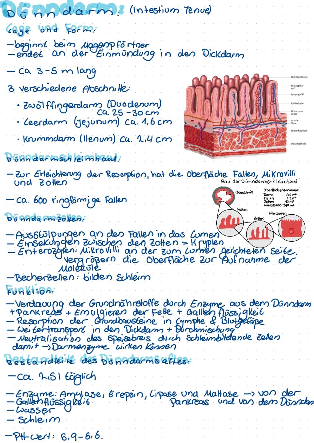 Begriffdefinition:
-Metabolismus = Stoffwechsel -> 1m organismus stattfindende
Stoffumwandlungen (unterscheidung:
Anabolismus/katabolismus)
