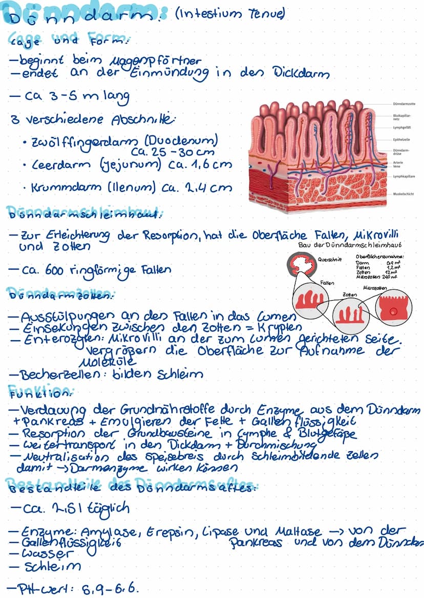 Begriffdefinition:
-Metabolismus = Stoffwechsel -> 1m organismus stattfindende
Stoffumwandlungen (unterscheidung:
Anabolismus/katabolismus)
